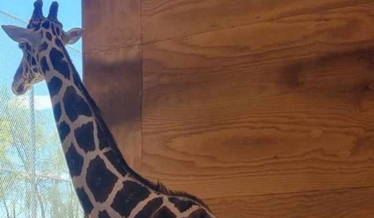 Las Vegas Community Mourns as Lion Habitat Ranch Giraffe Ozzie Dies Following Tragic Fall