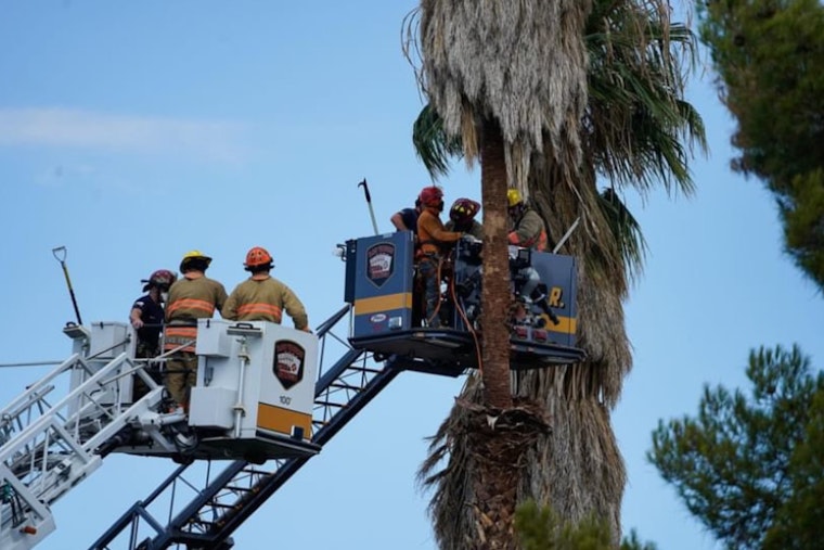 Las Vegas Emergency Crews Employ Expert Techniques in High-Altitude Rescue of Unresponsive Tree Trimmer