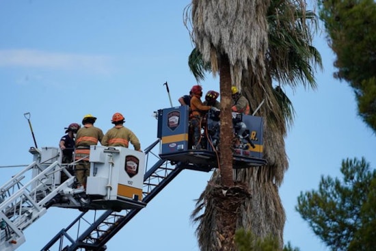 Las Vegas Emergency Crews Employ Expert Techniques in High-Altitude Rescue of Unresponsive Tree Trimmer