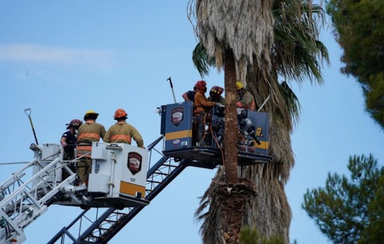 Las Vegas Emergency Crews Employ Expert Techniques in High-Altitude Rescue of Unresponsive Tree Trimmer