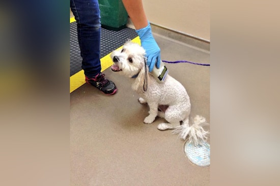 Las Vegas Pet Owners Embrace City Ordinance with Free Microchipping Event as Compliance Receives Community Support