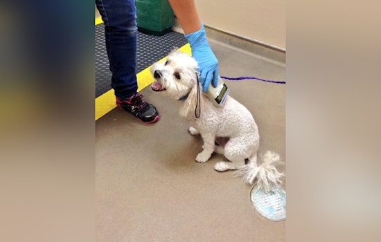 Las Vegas Pet Owners Embrace City Ordinance with Free Microchipping Event as Compliance Receives Community Support