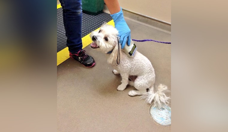 Las Vegas Pet Owners Embrace City Ordinance with Free Microchipping Event as Compliance Receives Community Support