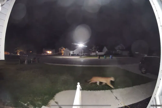 Lehi Community on High Alert as Mountain Lion Sighting Prompts Increased Patrolling and Safety Warnings