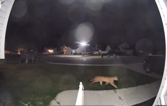 Lehi Community on High Alert as Mountain Lion Sighting Prompts Increased Patrolling and Safety Warnings