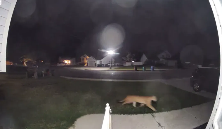 Lehi Community on High Alert as Mountain Lion Sighting Prompts Increased Patrolling and Safety Warnings