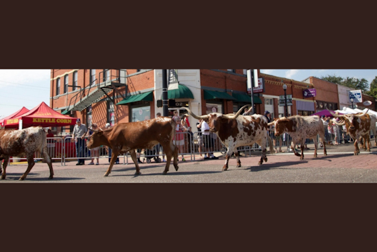 Lewisville Invites Entries for the Huffines Auto Dealerships Cattle Drive Parade Ahead of PBR Event