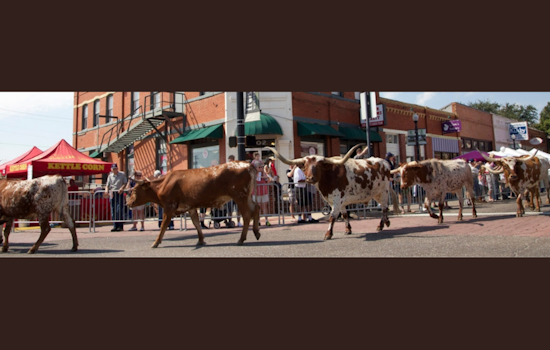 Lewisville Invites Entries for the Huffines Auto Dealerships Cattle Drive Parade Ahead of PBR Event
