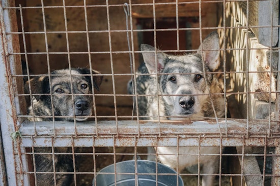 LVMPD Seeks Public’s Help in Ongoing Las Vegas Animal Cruelty Investigation