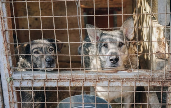 LVMPD Seeks Public’s Help in Ongoing Las Vegas Animal Cruelty Investigation
