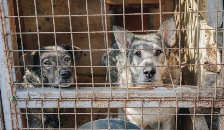 LVMPD Seeks Public’s Help in Ongoing Las Vegas Animal Cruelty Investigation