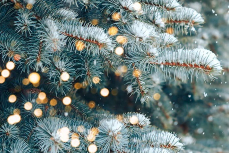 Main Street in Littleton Aglow with Sponsor-supported Trees for the Holidays and Future Greening Efforts