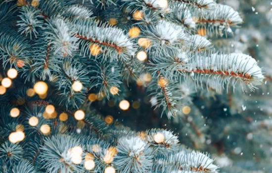 Main Street in Littleton Aglow with Sponsor-supported Trees for the Holidays and Future Greening Efforts