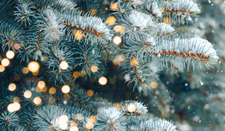 Main Street in Littleton Aglow with Sponsor-supported Trees for the Holidays and Future Greening Efforts