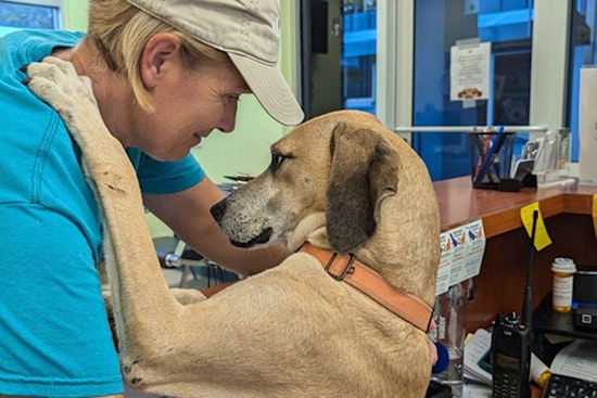 Manatee County Animal Welfare Waives Fees to Boost Reunions after Hurricane Debby, Opens Doors for Adoptions in Bradenton and Palmetto