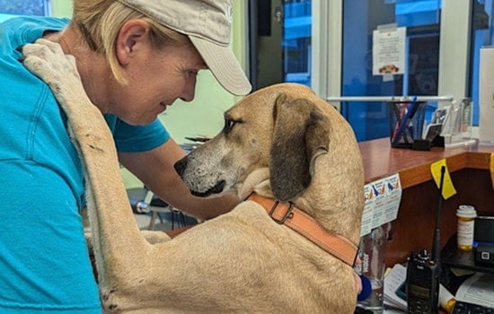 Manatee County Animal Welfare Waives Fees to Boost Reunions after Hurricane Debby, Opens Doors for Adoptions in Bradenton and Palmetto