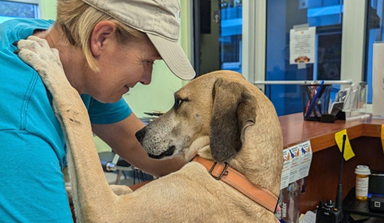 Manatee County Animal Welfare Waives Fees to Boost Reunions after Hurricane Debby, Opens Doors for Adoptions in Bradenton and Palmetto