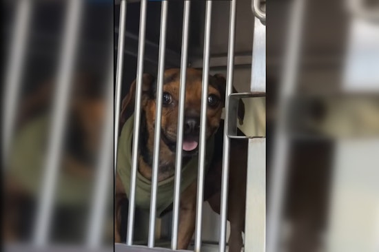 Manor Woman Charged with Animal Cruelty after Nine Dogs Found in Sweltering Heat, One Deceased