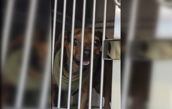 Manor Woman Charged with Animal Cruelty after Nine Dogs Found in Sweltering Heat, One Deceased
