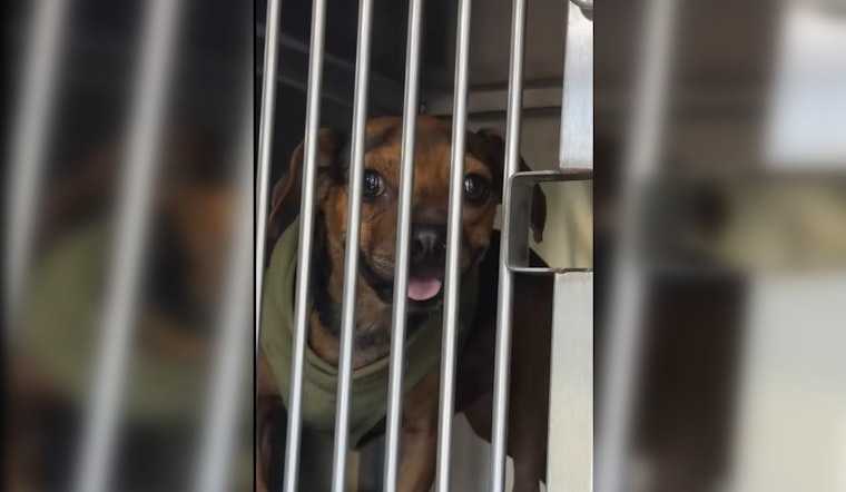 Manor Woman Charged with Animal Cruelty after Nine Dogs Found in Sweltering Heat, One Deceased