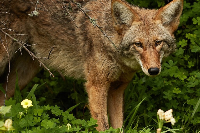 Marblehead Jogger Bitten by Suspected Coyote, Community on Alert for Daylight Sightings