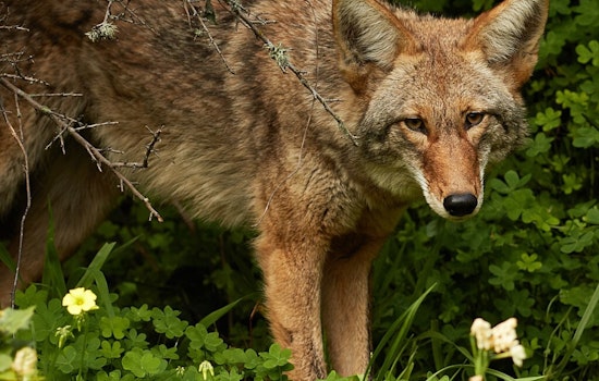 Marblehead Jogger Bitten by Suspected Coyote, Community on Alert for Daylight Sightings