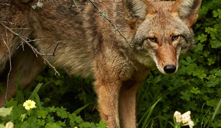 Marblehead Jogger Bitten by Suspected Coyote, Community on Alert for Daylight Sightings