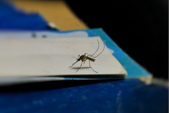 Massachusetts Launches Anti-Mosquito Offensive in Plymouth and Worcester Counties Amid EEE Virus Threat