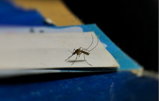 Massachusetts Launches Anti-Mosquito Offensive in Plymouth and Worcester Counties Amid EEE Virus Threat