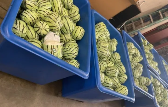 Massive $5 Million Meth Bust at San Diego Border CBP Foils Drug Smugglers' Watermelon Ruse