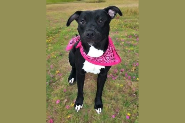 Mesquite Animal Shelter Joins "Clear the Shelters" Campaign with Fee-Free Adoption Day on September 7