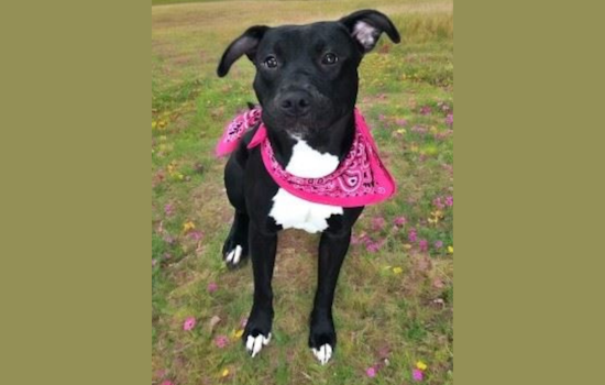 Mesquite Animal Shelter Joins "Clear the Shelters" Campaign with Fee-Free Adoption Day on September 7