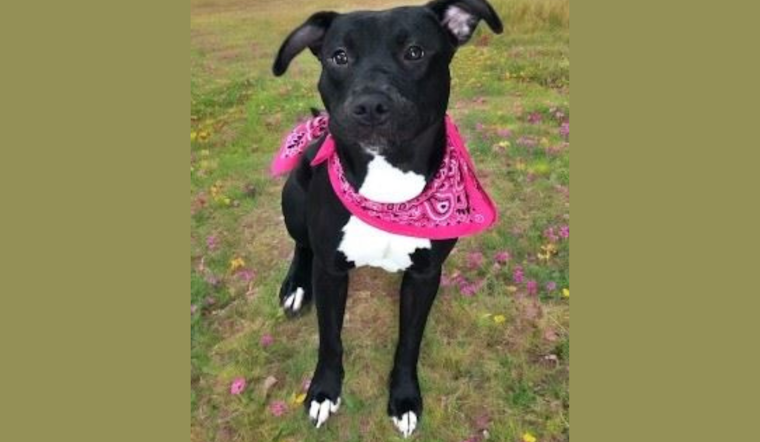 Mesquite Animal Shelter Joins "Clear the Shelters" Campaign with Fee-Free Adoption Day on September 7