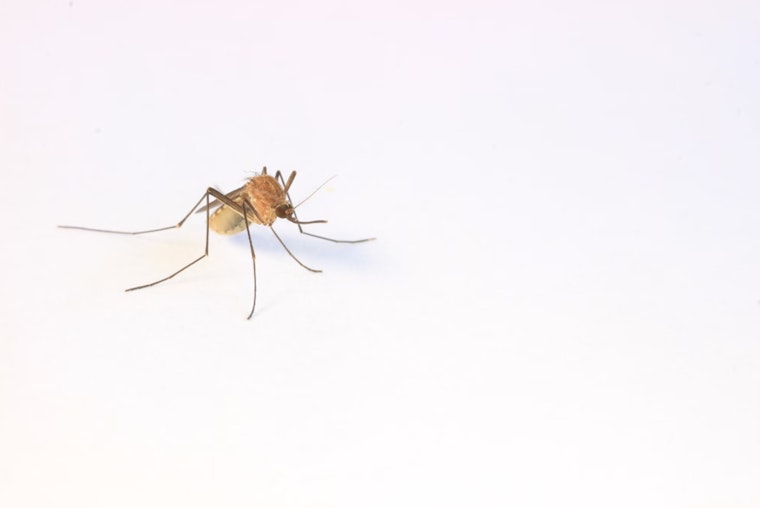 Michigan Records First Eastern Equine Encephalitis Case of 2024 in Van Buren County Horse