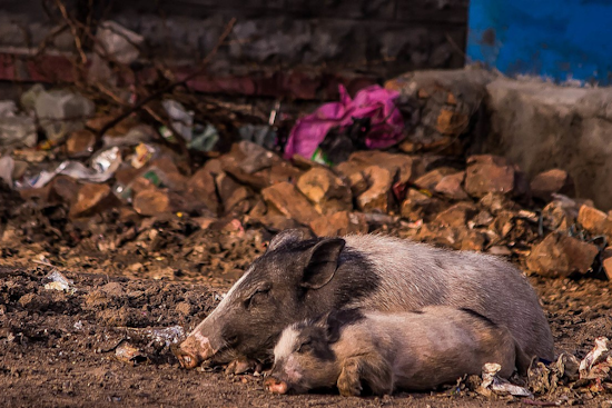 Michigan Resident Tests Positive for H3N2 Swine Flu, Health Officials Investigate Possible Exposure Sources