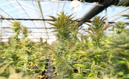 Minneapolis Hosts Online Sessions for Public Input on Cannabis Business Zoning Changes