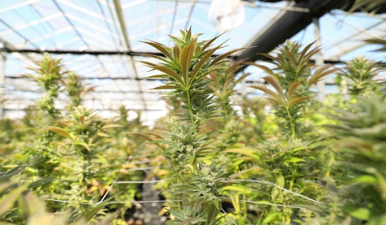 Minneapolis Hosts Online Sessions for Public Input on Cannabis Business Zoning Changes