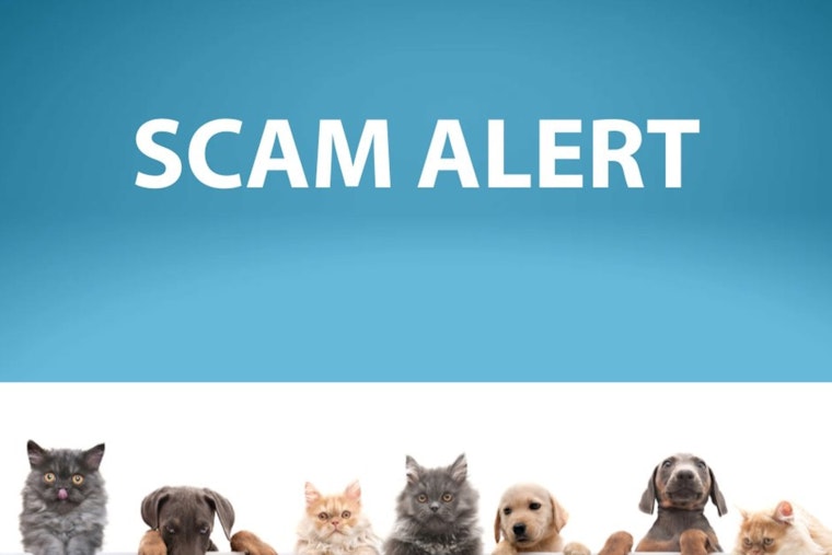 Minneapolis Officials Urge Caution as Pet Scammers Impersonate MACC Officers