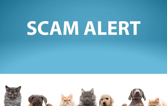 Minneapolis Officials Urge Caution as Pet Scammers Impersonate MACC Officers