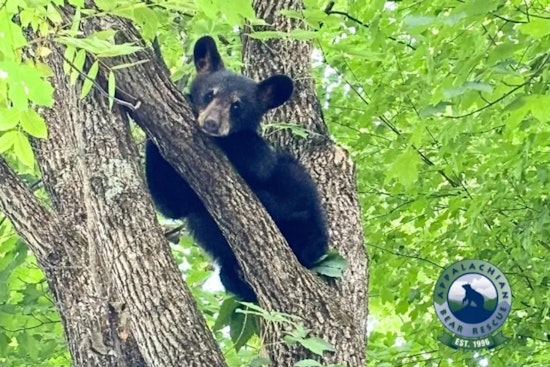 Missing Orphaned Cub "Special Sauce" Reunited with Siblings by Appalachian Bear Rescue in Gatlinburg