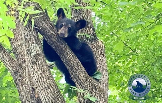 Missing Orphaned Cub "Special Sauce" Reunited with Siblings by Appalachian Bear Rescue in Gatlinburg