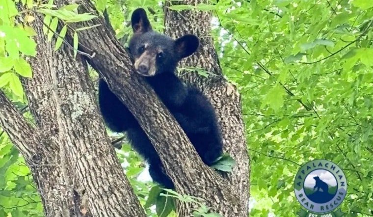 Missing Orphaned Cub "Special Sauce" Reunited with Siblings by Appalachian Bear Rescue in Gatlinburg
