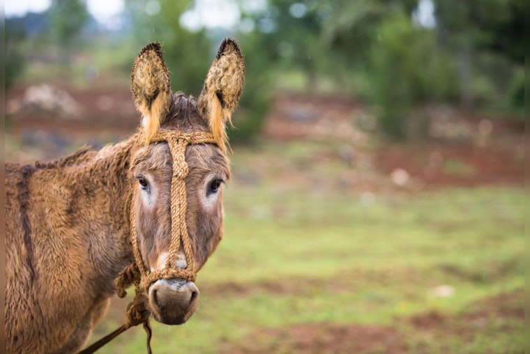 Motorists Warned of Wild Burros Near SR 95 in Lake Havasu City, BLM Takes Action for Public and Animal Safety