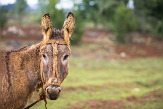 Motorists Warned of Wild Burros Near SR 95 in Lake Havasu City, BLM Takes Action for Public and Animal Safety