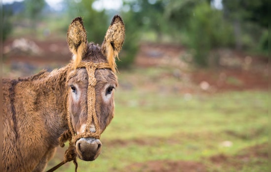 Motorists Warned of Wild Burros Near SR 95 in Lake Havasu City, BLM Takes Action for Public and Animal Safety