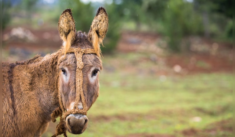 Motorists Warned of Wild Burros Near SR 95 in Lake Havasu City, BLM Takes Action for Public and Animal Safety