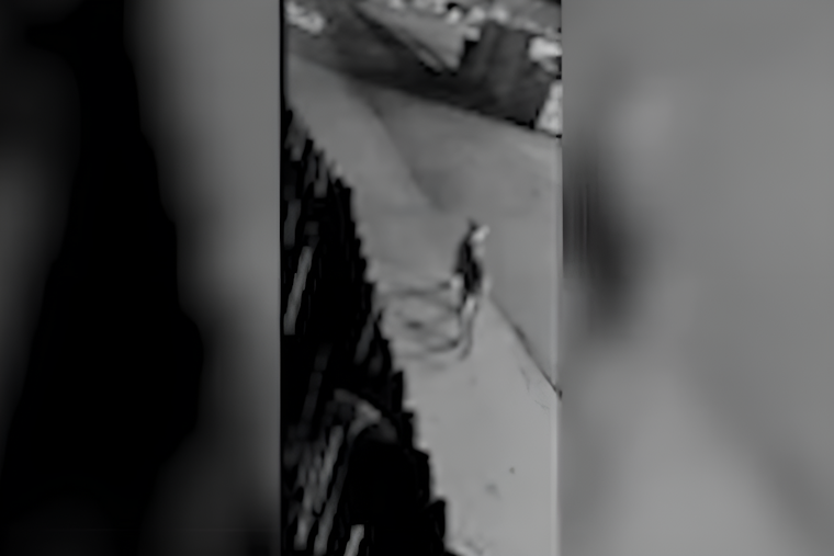 VIDEO: Mountain Lion Spotted Roaming Downtown Vacaville, Authorities Urge Caution