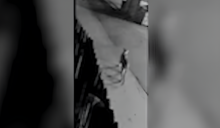 VIDEO: Mountain Lion Spotted Roaming Downtown Vacaville, Authorities Urge Caution