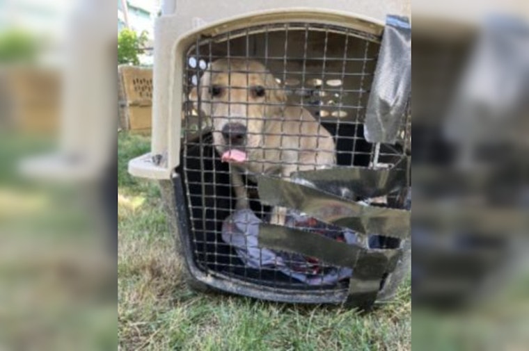 Multiple Animals Rescued from Neglect in Portland's Lents Neighborhood, Owner Faces Criminal Charges