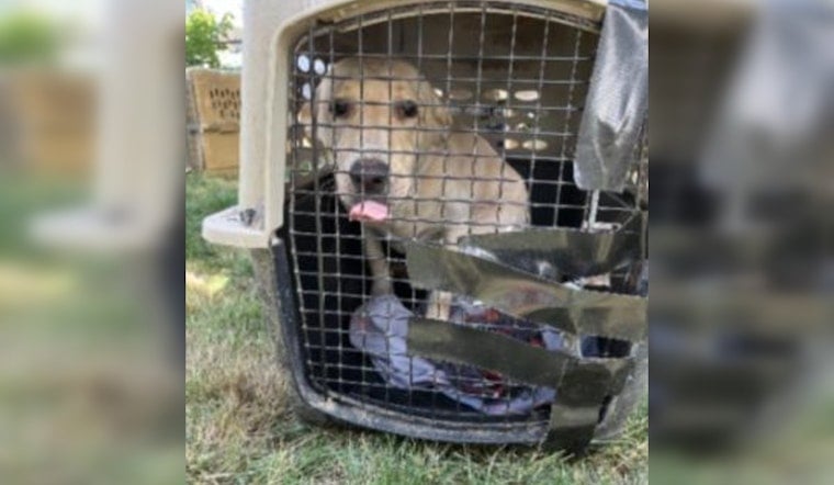 Multiple Animals Rescued from Neglect in Portland's Lents Neighborhood, Owner Faces Criminal Charges